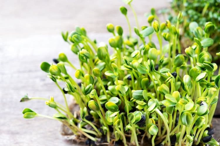 Micro green sunflower seed